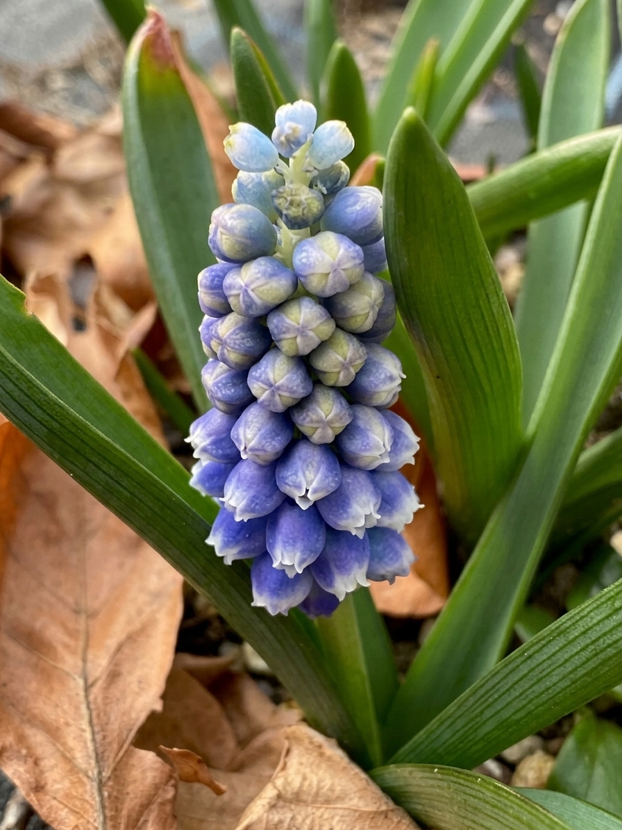 Muscari Touch of Snow